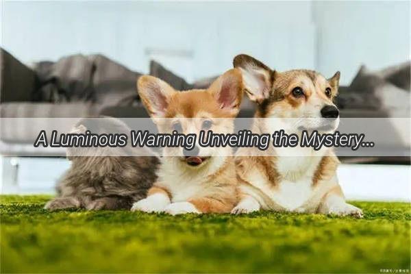 A Luminous Warning Unveiling the Mystery Behind Your Dogs Bloody Eyelids